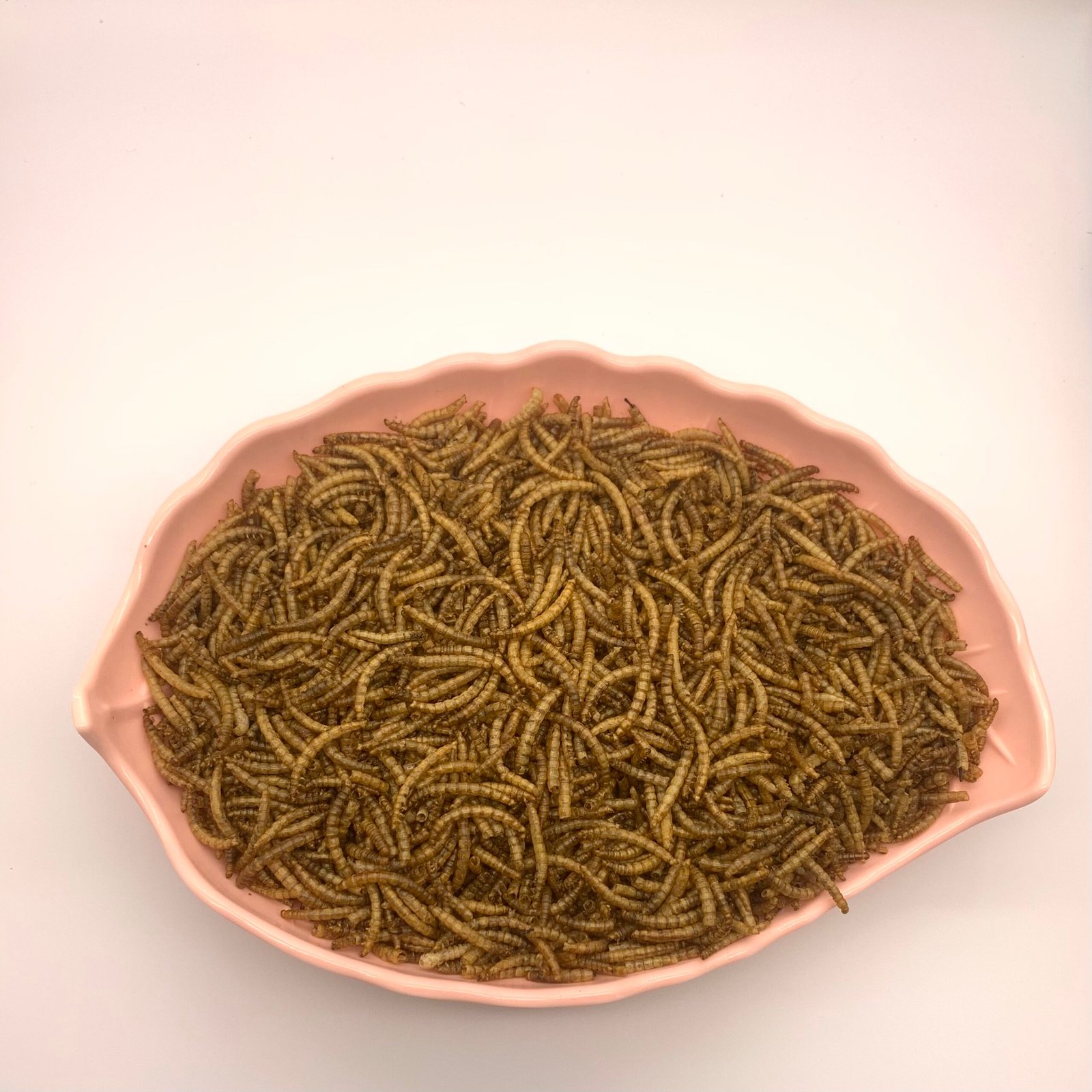 Dried Mealworms whole for bird feed and reptile feed